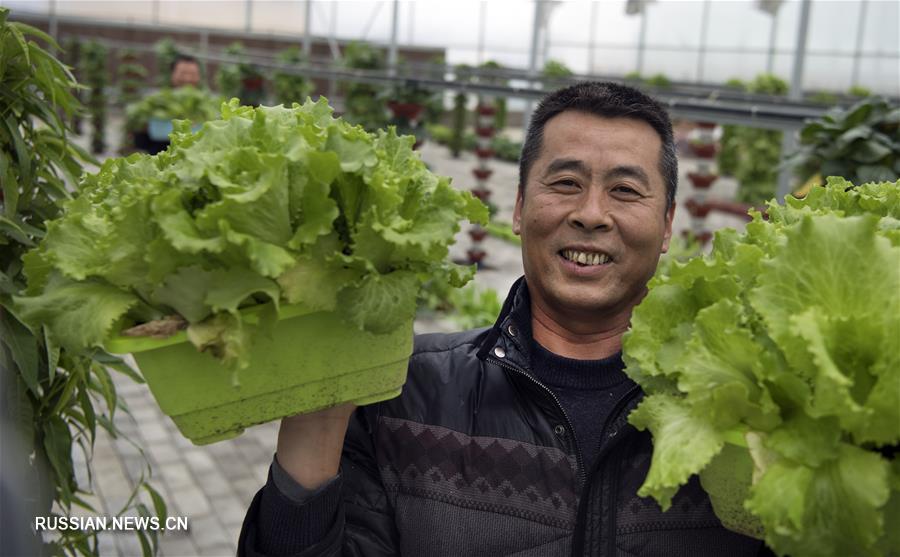 Передовые аграрные технологии приносят благосостояние фермерам из Шэньси 
