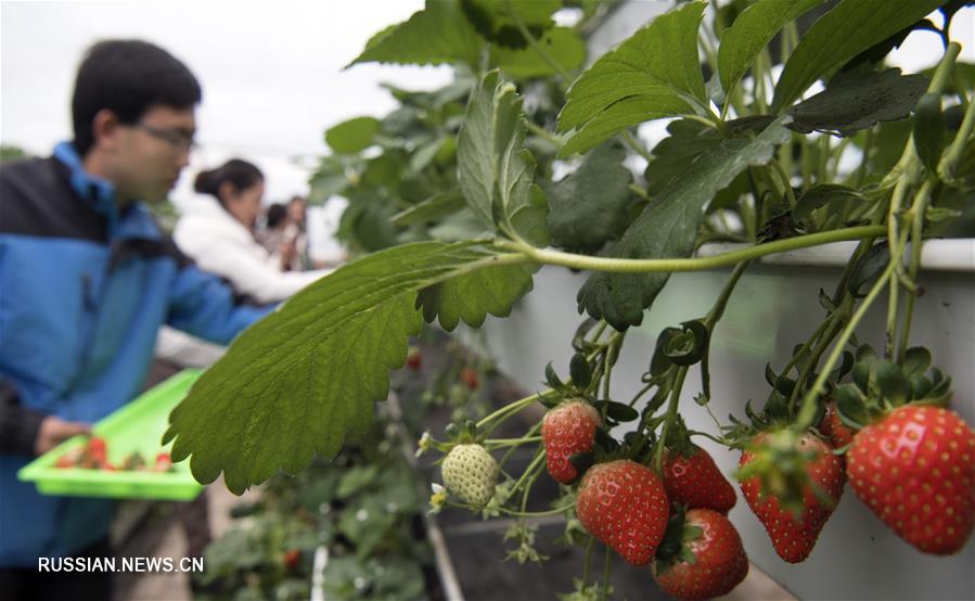 Передовые аграрные технологии приносят благосостояние фермерам из Шэньси