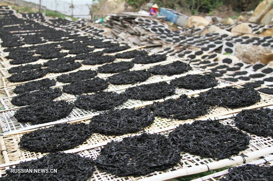 Сбор красных водорослей в уезде Наньао на юге Китая