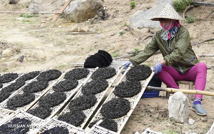 Сбор красных водорослей в уезде Наньао на юге Китая