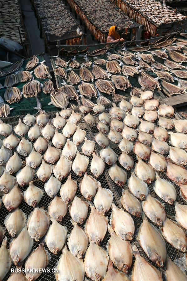 Зима -- пора заготовки вяленой рыбы в Циндао