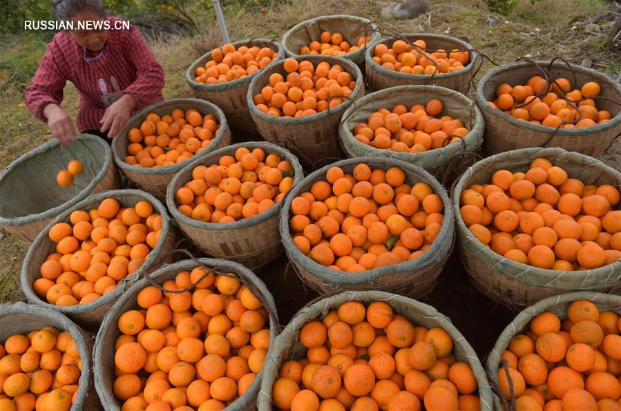 Урожай апельсинов к празднику Весны собирают в Эньши