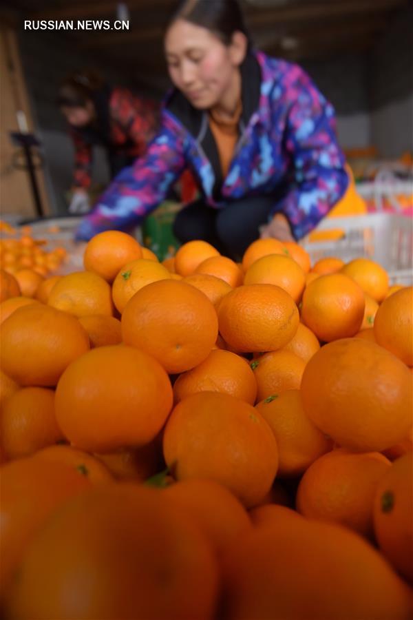 Урожай апельсинов к празднику Весны собирают в Эньши