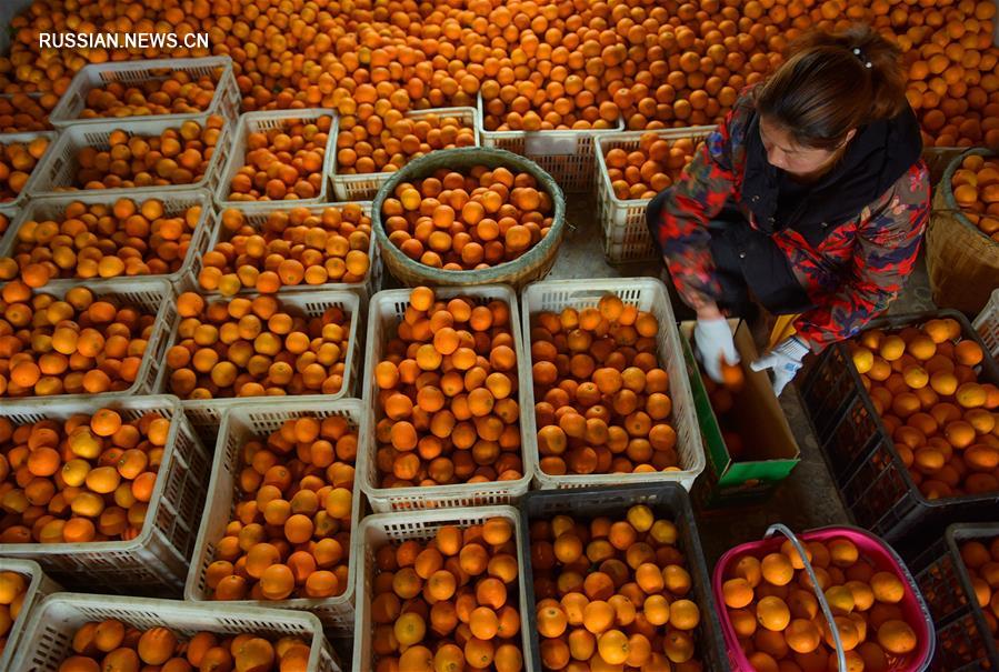 Урожай апельсинов к празднику Весны собирают в Эньши