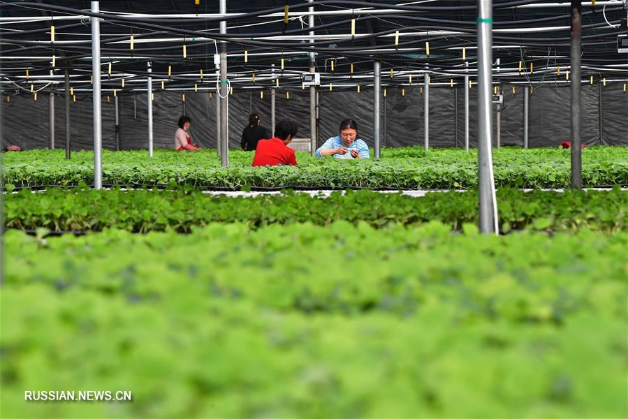 Февральские заботы фермеров в Китае