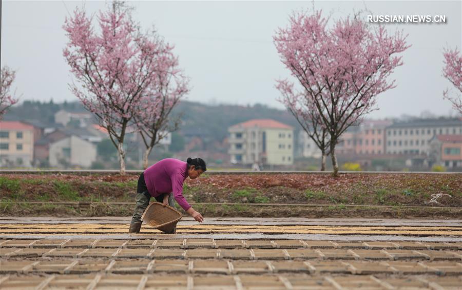 Весна на сельскохозяйственных угодьях Китая