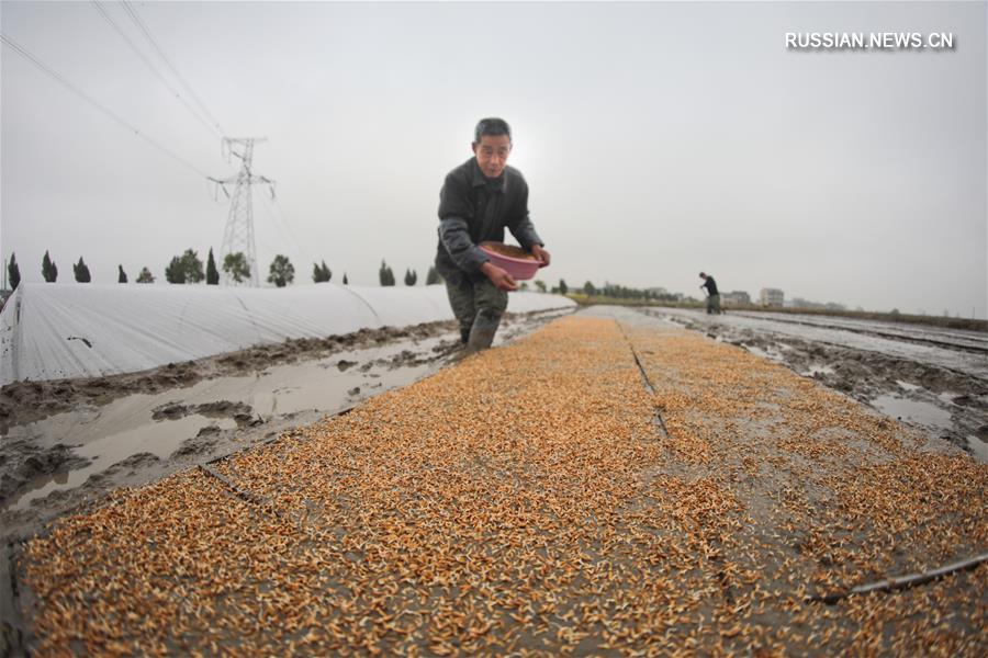 Весна на сельскохозяйственных угодьях Китая