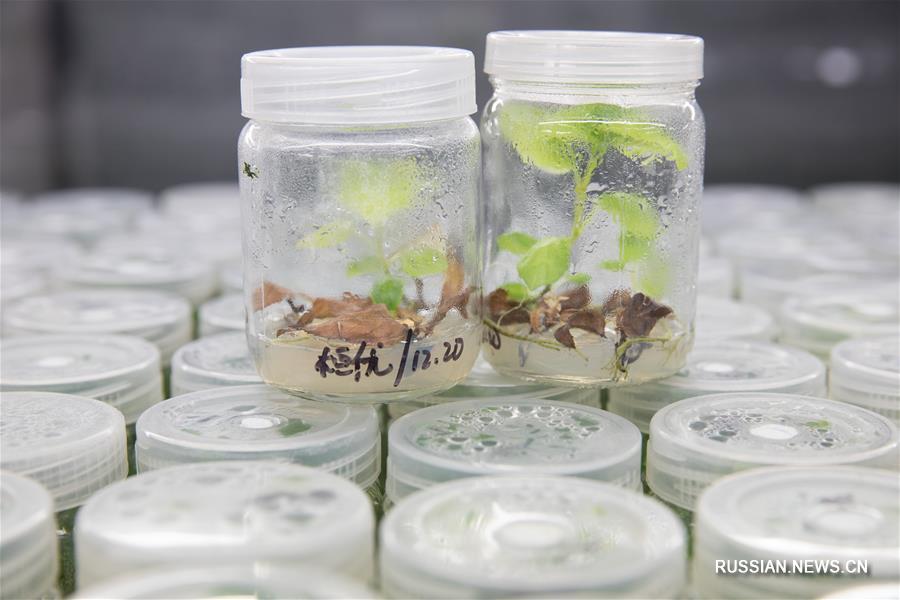 Национальное хранилище зародышевой плазмы киви в Ухане