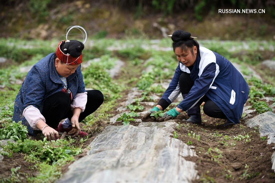 Сельскохозяйственный кооператив шести женщин народности мяо