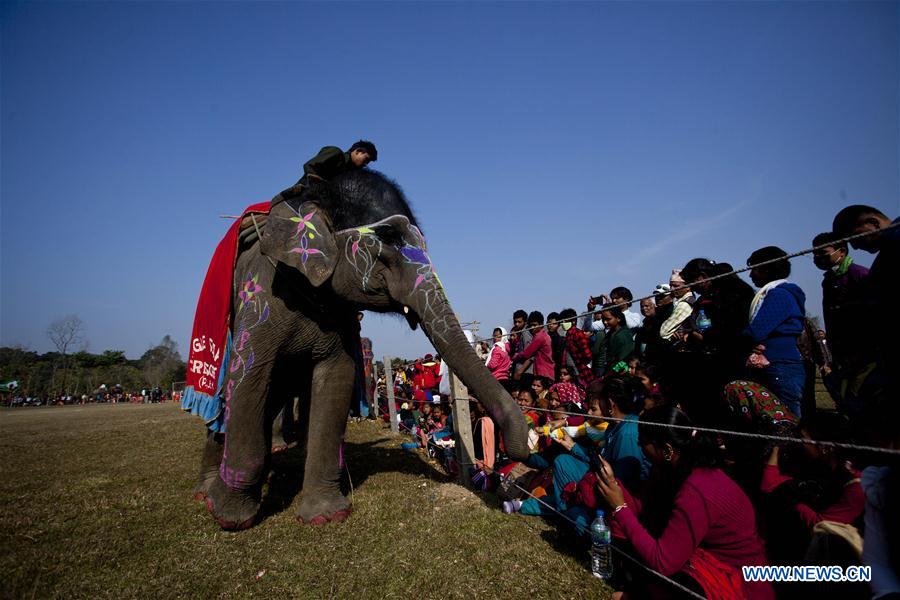（国际）（2）尼泊尔举办大象选美比赛