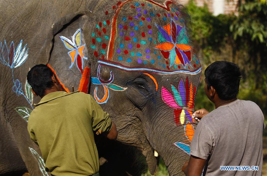 （国际）（3）尼泊尔举办大象选美比赛