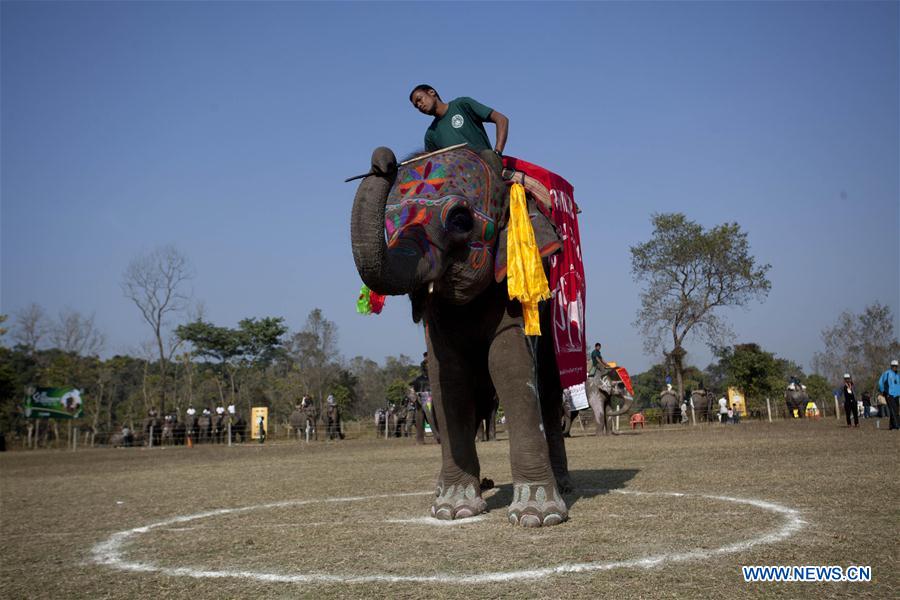 （国际）（4）尼泊尔举办大象选美比赛