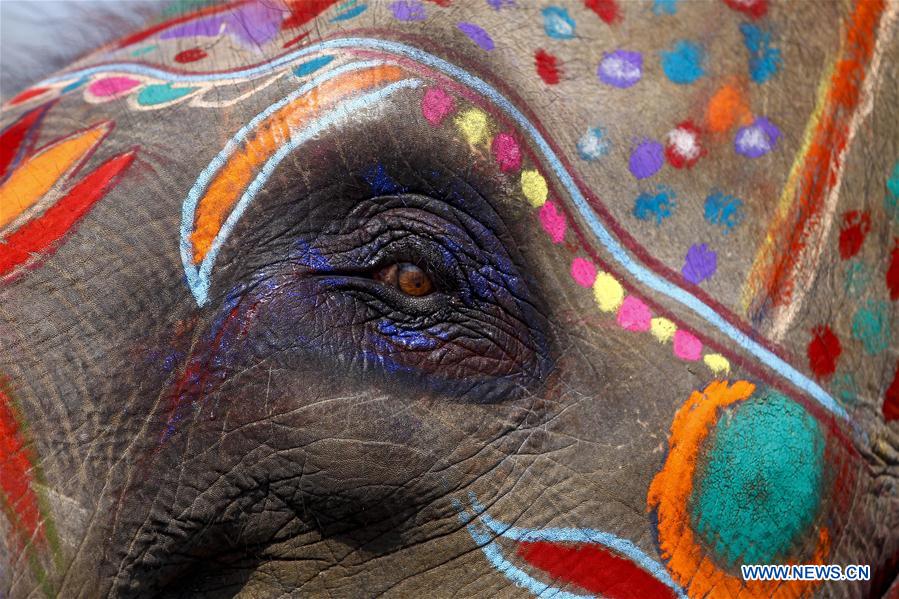 （国际）（5）尼泊尔举办大象选美比赛