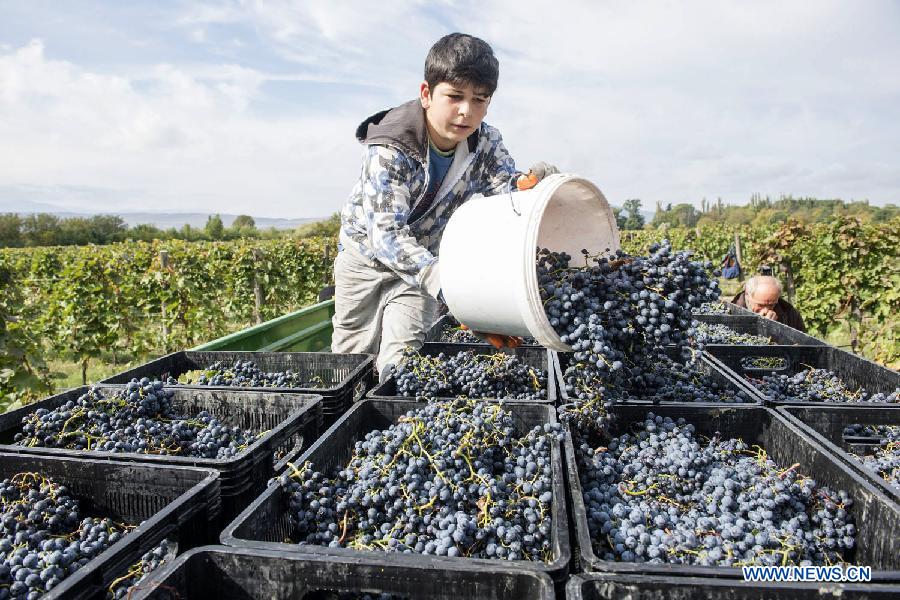 （国际）（1）格鲁吉亚民众欢庆葡萄丰收