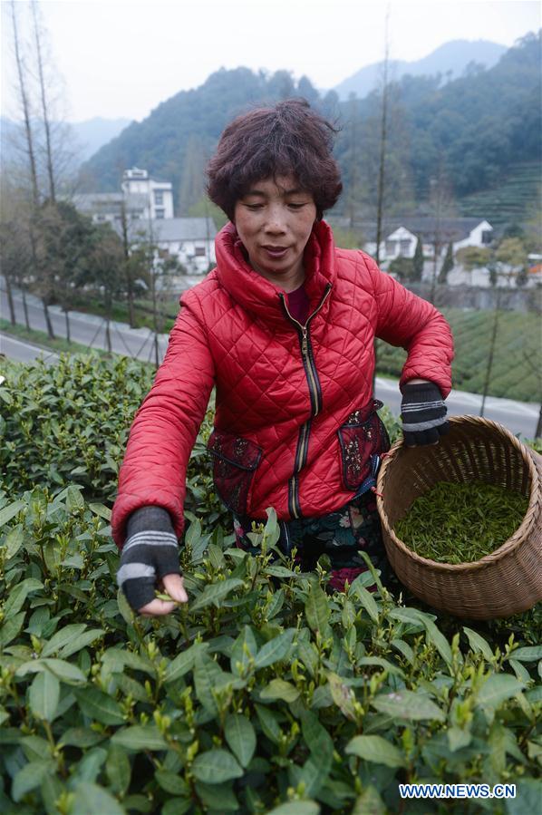 （经济）（1）杭州西湖龙井首批春茶开采