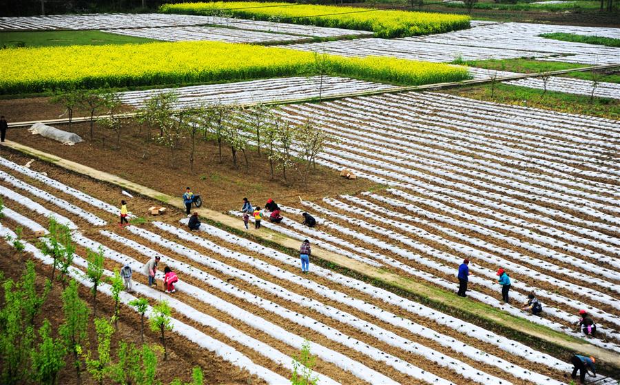 #CHINA-AGRUICULTURE-PLOW AND SOW (CN)