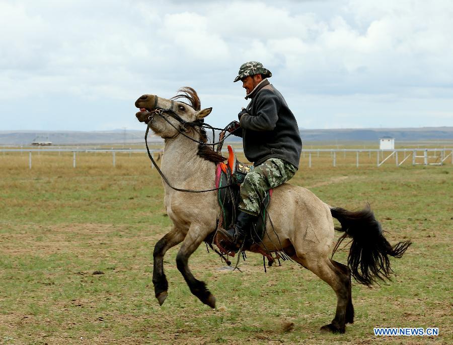 （晚报）（3）草原&ldquo;马都&rdquo;驯骏马