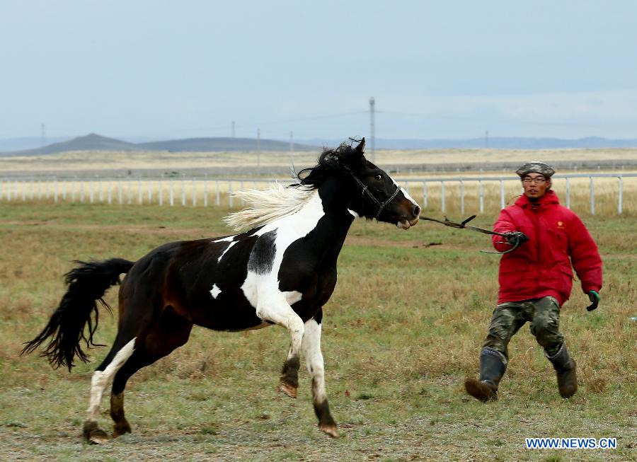 （晚报）（5）草原&ldquo;马都&rdquo;驯骏马