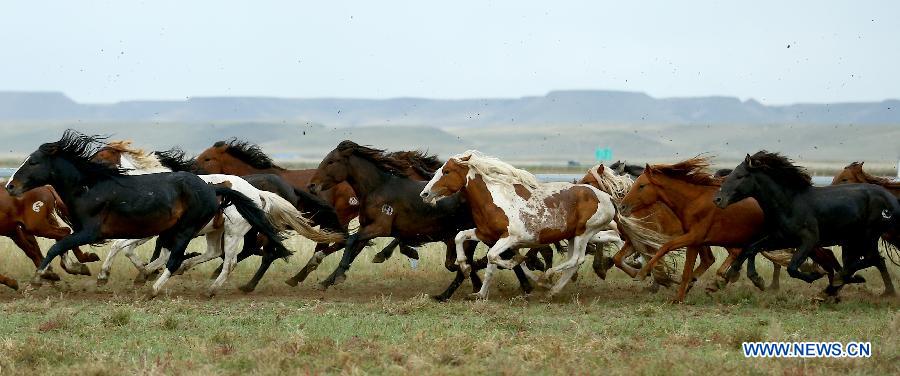 （晚报）（6）草原&ldquo;马都&rdquo;驯骏马