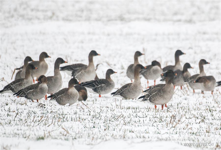 #CHINA-WEATHER-SNOW(CN)