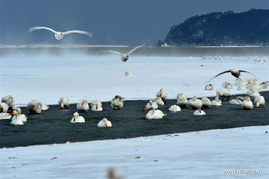 #CHINA-SHANDONG-RONGCHENG-SWANS (CN)