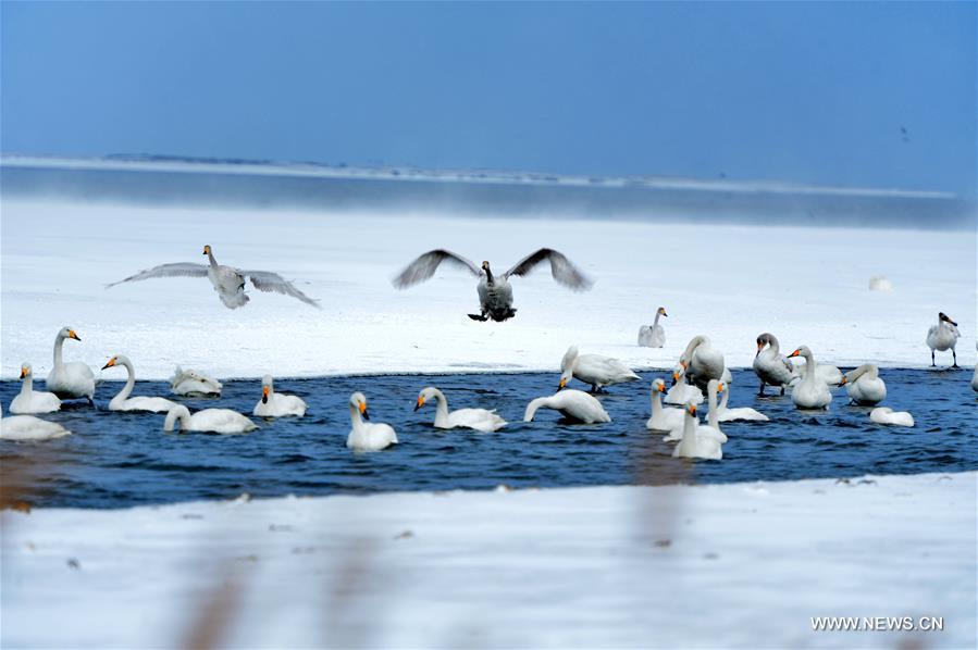 #CHINA-SHANDONG-RONGCHENG-SWANS (CN)