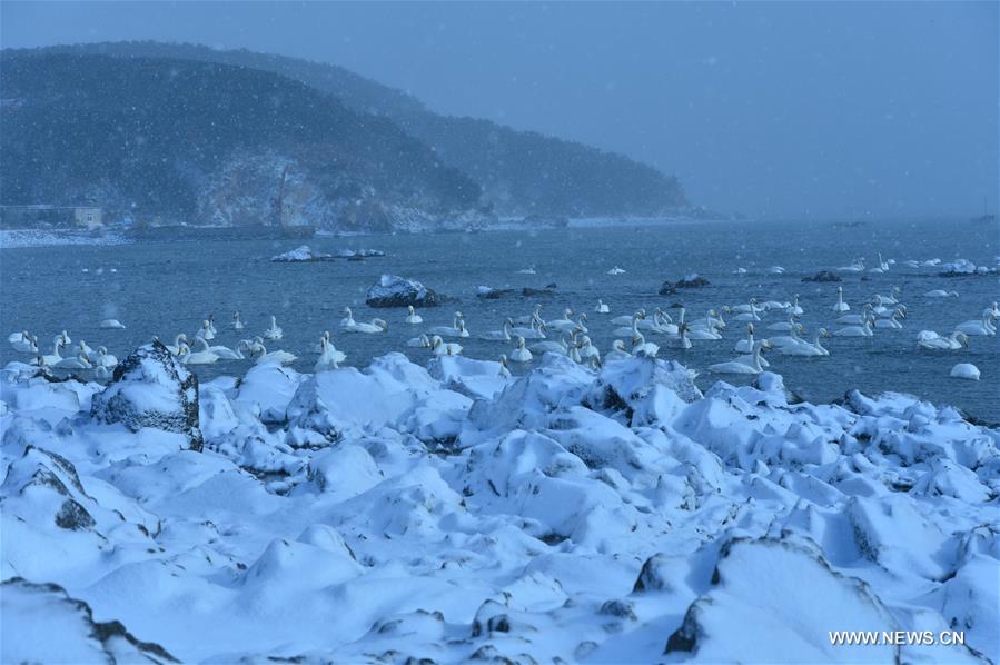 #CHINA-SHANDONG-RONGCHENG-SWANS (CN)