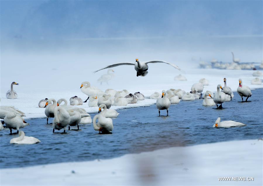 #CHINA-SHANDONG-RONGCHENG-SWANS (CN)