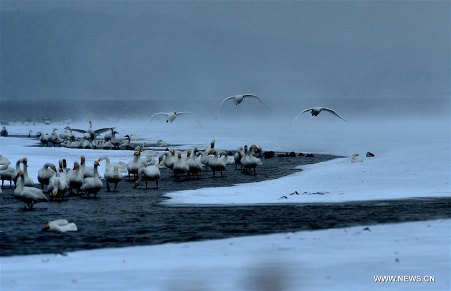 #CHINA-SHANDONG-RONGCHENG-SWANS (CN)