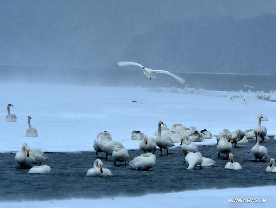 #CHINA-SHANDONG-RONGCHENG-SWANS (CN)