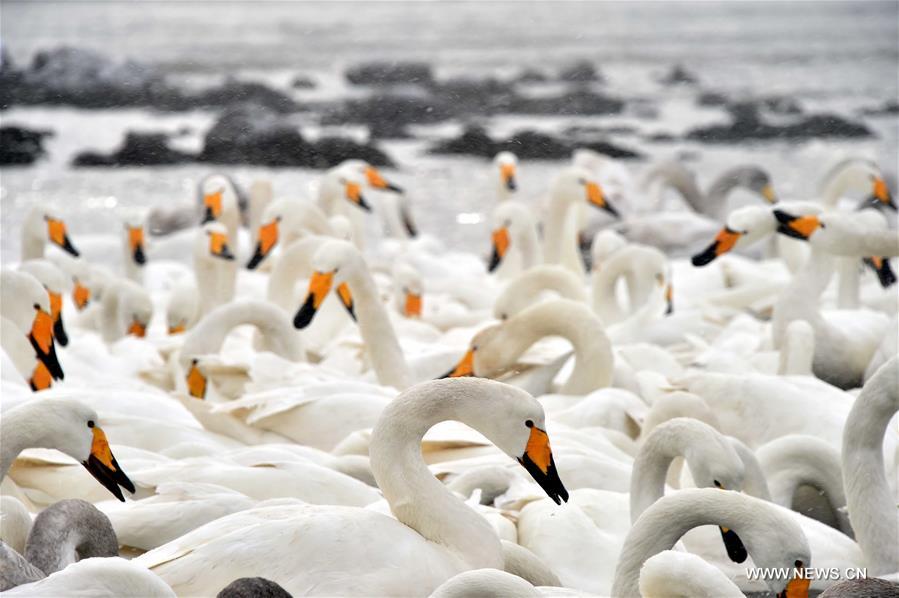 CHINA-SHANDONG-RONGCHENG-SWANS (CN)