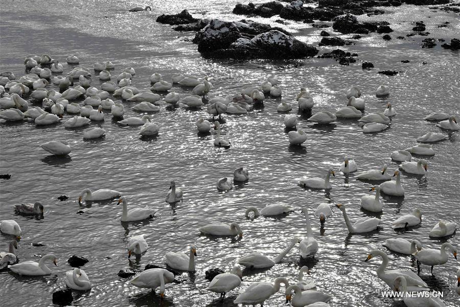 CHINA-SHANDONG-RONGCHENG-SWANS (CN)