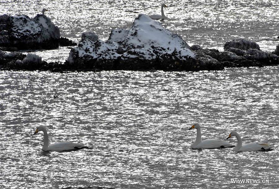 CHINA-SHANDONG-RONGCHENG-SWANS (CN)