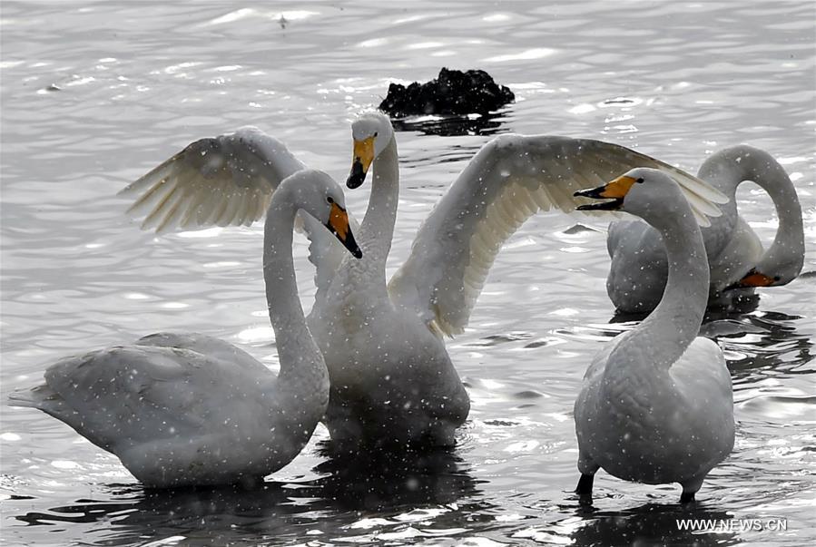 CHINA-SHANDONG-RONGCHENG-SWANS (CN)