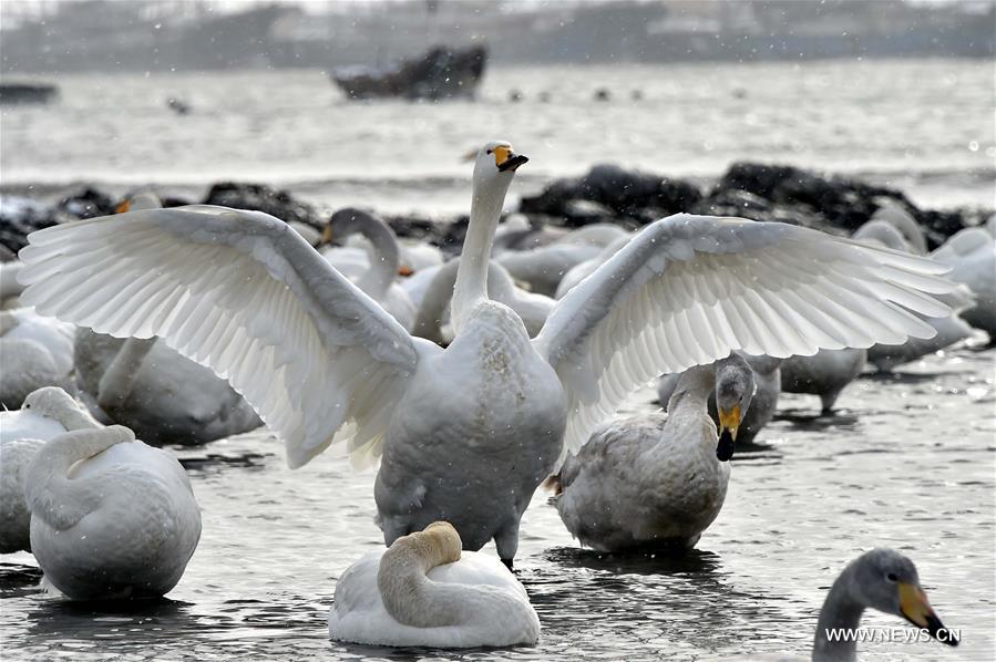 CHINA-SHANDONG-RONGCHENG-SWANS (CN)