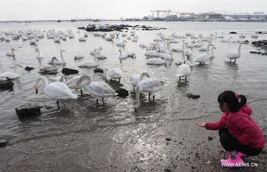 CHINA-SHANDONG-RONGCHENG-SWANS (CN)