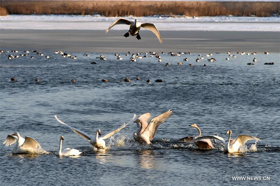 CHINA-SHANDONG-RONGCHENG-SWANS (CN)