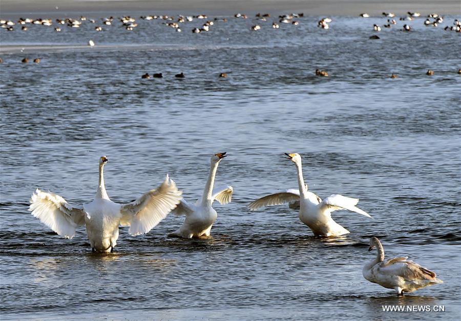 CHINA-SHANDONG-RONGCHENG-SWANS (CN)