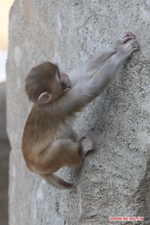 #CHINA-SHANDONG-YANTAI-MACAQUE (CN)