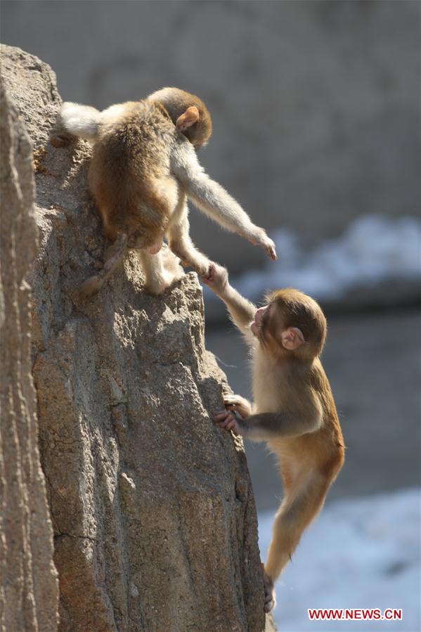 #CHINA-SHANDONG-YANTAI-MACAQUE (CN)