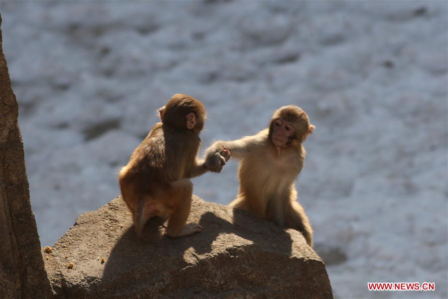 #CHINA-SHANDONG-YANTAI-MACAQUE (CN)