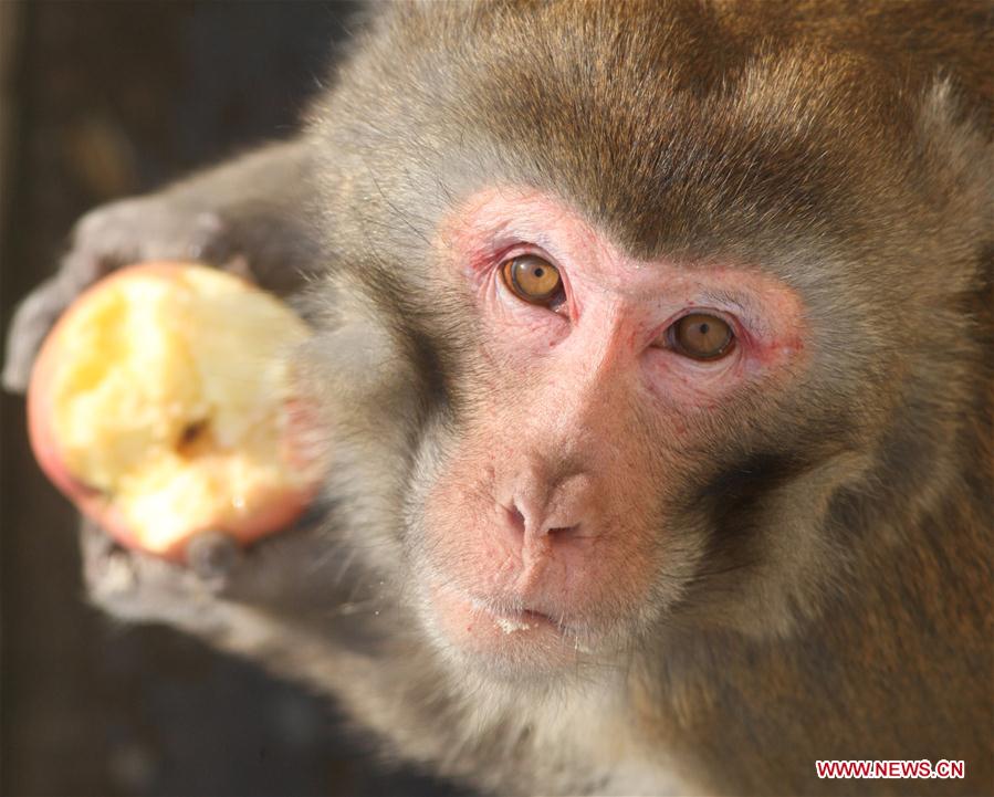 #CHINA-SHANDONG-YANTAI-MACAQUE (CN)