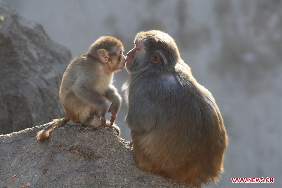 #CHINA-SHANDONG-YANTAI-MACAQUE (CN)