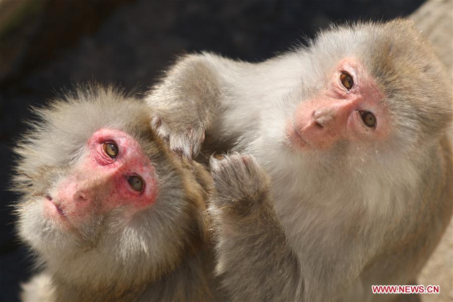 #CHINA-SHANDONG-YANTAI-MACAQUE (CN)