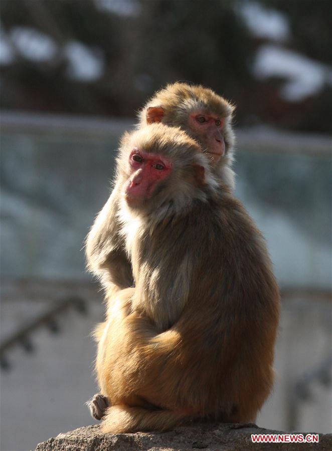 #CHINA-SHANDONG-YANTAI-MACAQUE (CN)