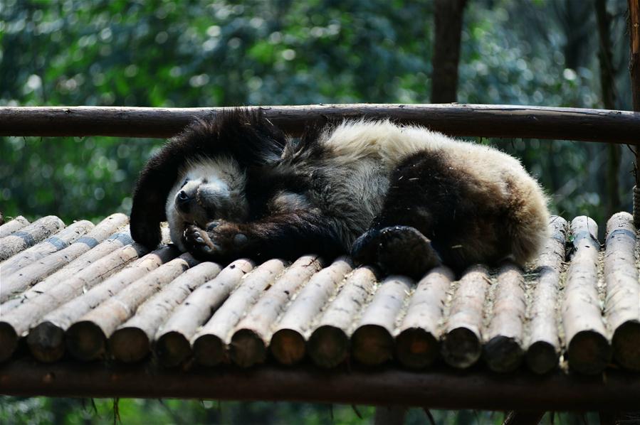 #CHINA-CHENGDU-GIANT PANDA (CN)