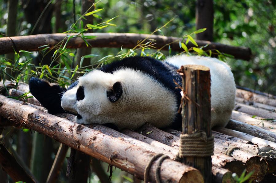 #CHINA-CHENGDU-GIANT PANDA (CN)