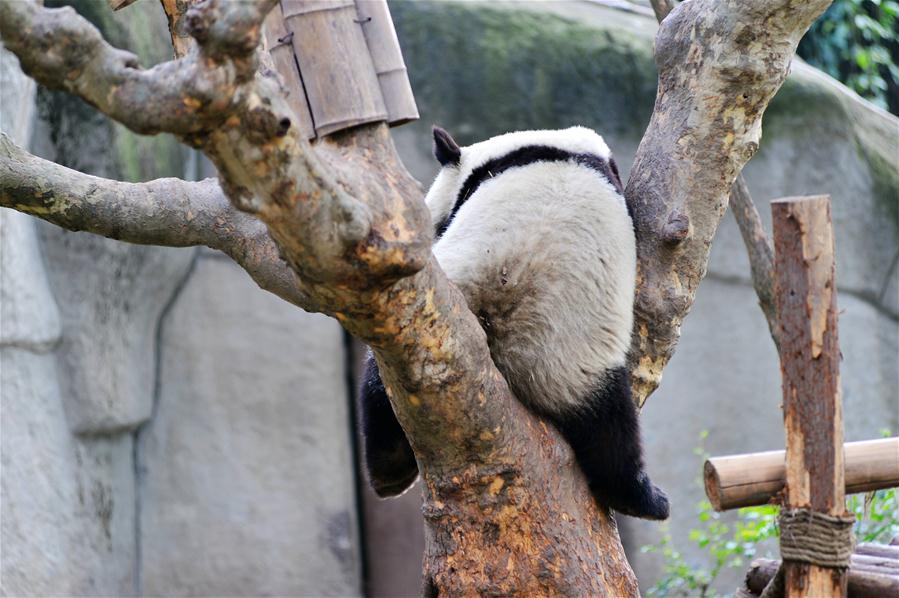 #CHINA-CHENGDU-GIANT PANDA (CN)