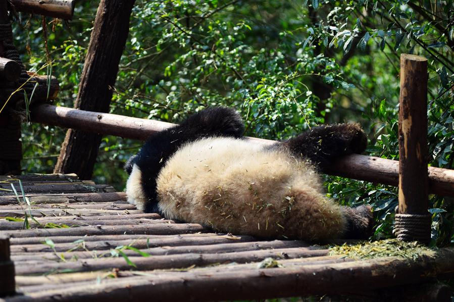 #CHINA-CHENGDU-GIANT PANDA (CN)