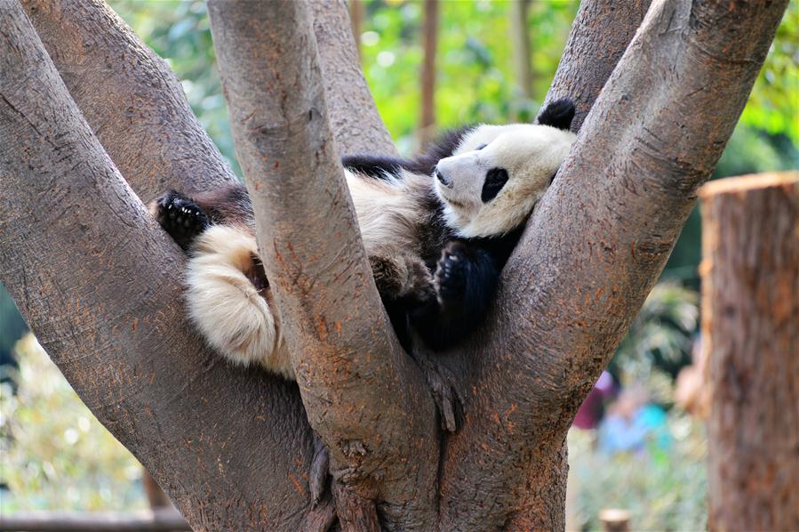 #CHINA-CHENGDU-GIANT PANDA (CN)